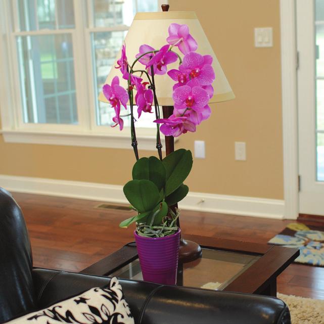 You couldn t ask for a simpler watering schedule. Keep It Indirect Your orchid needs light, but not too much. Indirect light is best.