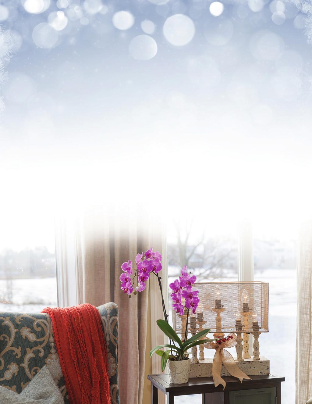 Caring For Your Orchid in all Seasons Weathering the Winter With the holidays and the excitement of a New Year, caring for your orchid can easily become a forgotten item on your to-do list.