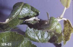 Aphids Suck sap from phloem tubes in leaves and stems Curl leaves, produce sticky honeydew that promotes