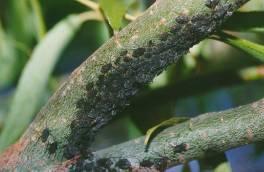 can be tolerated Only control if honeydew is a nuisance problem or distortion of leaves is severe and aphid