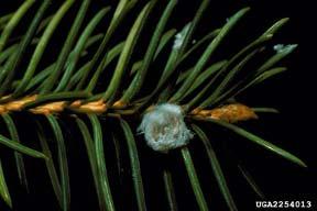 Cooley Spruce Gall Adelgid Management Insecticide treatment at