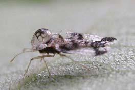 Oak lace bug adult