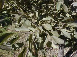 bronzing or silvering of leaves; populations build quickly in hot weather