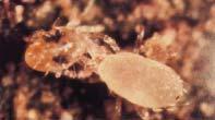 Spider Mite Management Biological control: Predaceous mites Soft Controls: pressurized stream