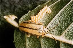 Leaf Beetles Elm & Cottonwood Adults chew holes