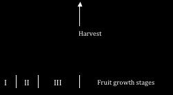 Results: Shoot Length (cm) Increasing crop loads affected: fruit yield, fruit size, fruit sugar, fruit firmness, tree growth.