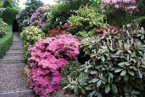 Rhododendrons in the garden of Torsten Nilsson in Mölle. Photo by T. Nilsson. a hillside with a fantastic view facing the sea.