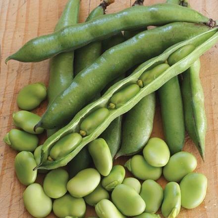 Grower notes, "Beans can be harvested for snap beans or allowed to dry on plant and