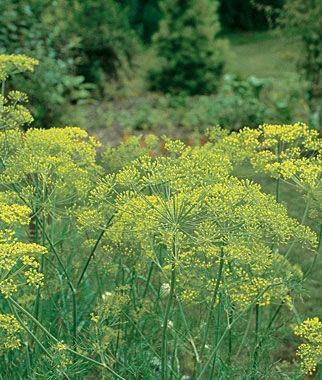 Anethum graveolens Dill Bouquet Dill Sow in early spring once