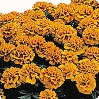 Annual, plant in the sun- needs at least 6 hours in the sun, avoid watering late in the day or