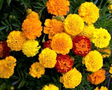 patula Marigold French Little Devil Fire Plant in full to partial sun, 1/8" deep, moist but well