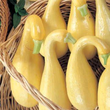 - Winter Delicata - Yellow Semicrookneck Gold Star Zucchini and squash are hot