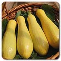 - Yellow Straightneck Goldprize Zucchini and squash are hot  Start indoors in