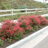 STANDARDS The Drought-tolerant and Native