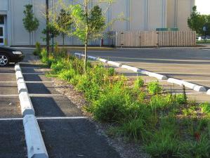 Once the rain gardens reach their maximum water capacity, excess runoff is directed into storm drains located nearby.
