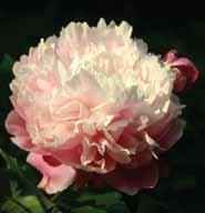 Herbaceous Peony Catalog 2 3 4 1 5 6 7 8 9 10 11 12 1 Peach Blossom in Flying Snow - $24 pink w/white, rose flower form, blooms mid-late, plant height 3', strong stems, great cut, dense fragrance 2