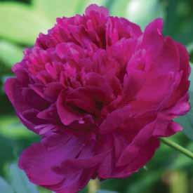 Herbaceous Peony Catalog 13 Myrtle Gentry - $24 light pink, rose flower form, blooms mid, plant height 3', strong stems, dense fragrance 14 Sweet Rewards - $28 pink, rose flower form, blooms mid,