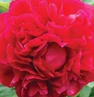 Herbaceous Peony Catalog 25 26 27 28 29 30 31 32 33 34 35 36 25 Silver Thread on a Red Robe - $24 light red w/silver tips, crown flower form, blooms mid, plant height 2.