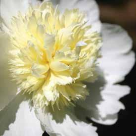 Herbaceous Peony Catalog 50 51 52 49 53 54 55 56 57 58 59 60 49 Smart Girl - $24 white w/cream center, anemone flower form, blooms mid, plant height 2.