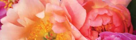 Herbaceous Peony Catalog 61 62 63 64 65 66 - flower plant seed 67 - flower shoots 61 Coral Charm - $34 coral, lotus flower form, blooms very early, plant height 3 62 Coral Sunset - $34 coral, lotus