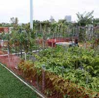 The Division s urban agriculture programs enable residents across the city to garden independently and in groups.