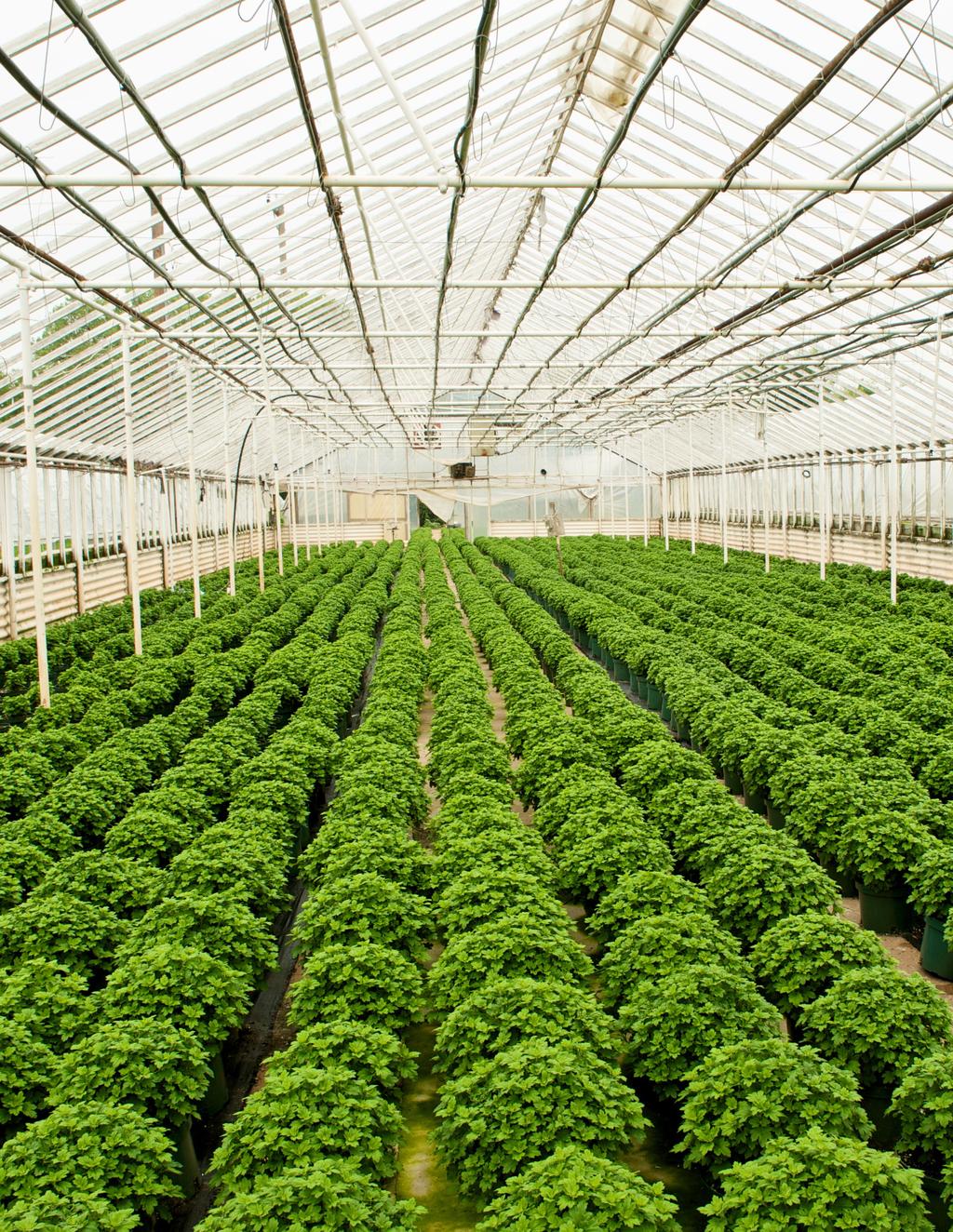 Arthropod Pest Management in Greenhouses and Interiorscapes E-1011 Oklahoma Cooperative