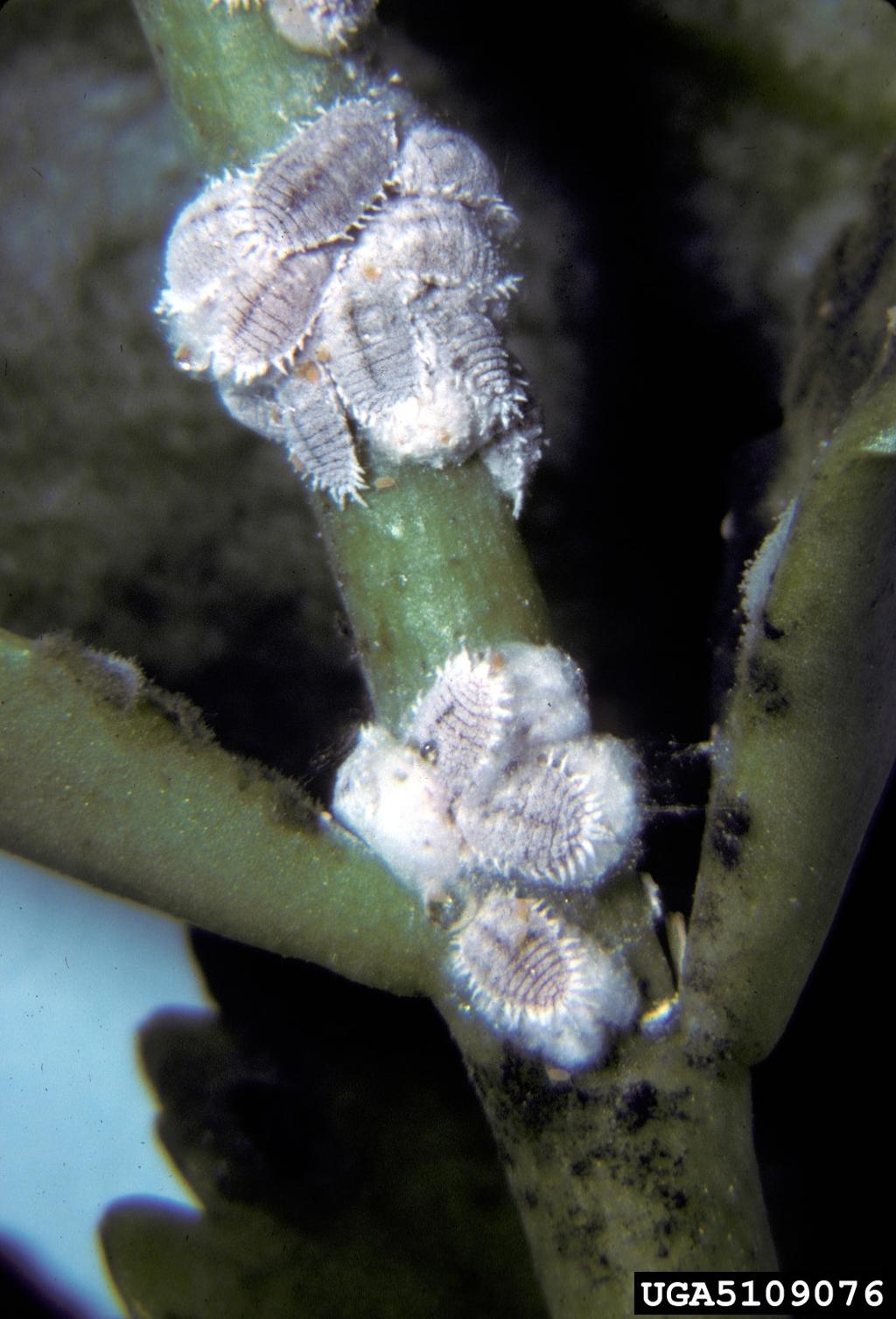 Photo courtesy Sonya Broughton, Dept. of Agriculture & Food, Western Australia, www.insectimages.org Figure 5. Adult citrus mealybugs on Kalanchoe, Kalanchoe spp.