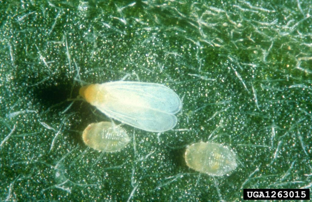 Photo courtesy W. Billen, Pflanzenbeschaustelle, Weilam Rein, www.insectimages.org Figure 6. Adult and larvae of greenhouse whitefly.