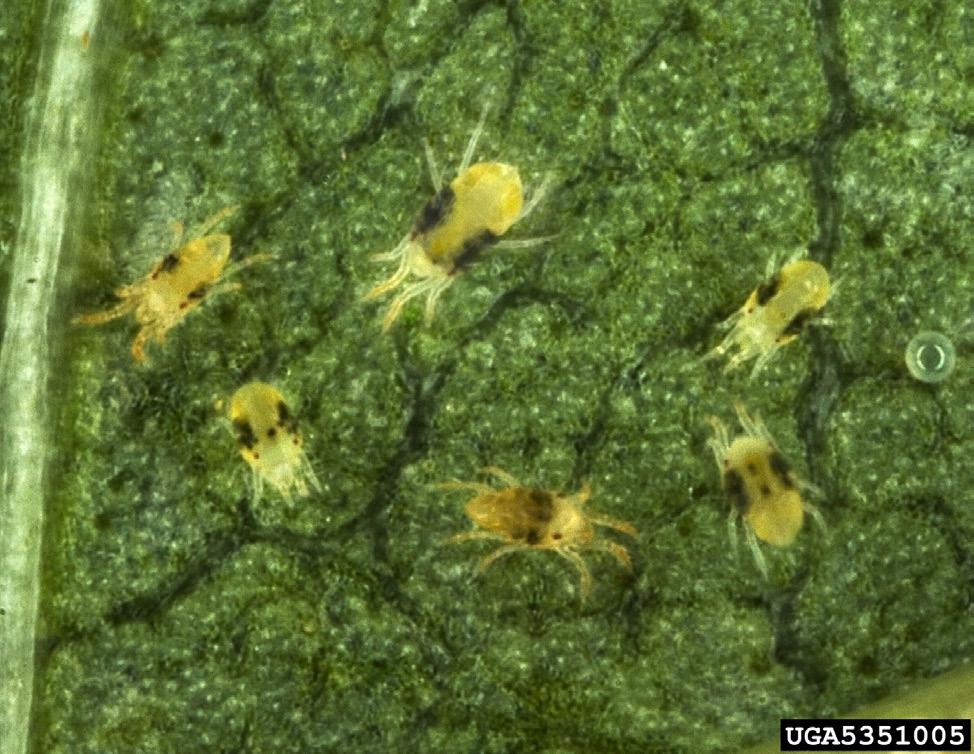 Photo courtesy David Cappaert, Michigan State University, www. insectimages.org Photo courtesy Eric Coombs, Oregon Department of Agriculture, www.insectimages.org Probably the most common mite in the greenhouse is the two-spotted spider mite, Tetranychus urticae.