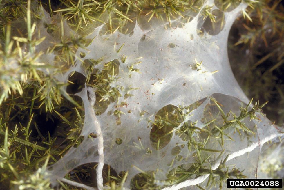 Two-spotted spider mites may be yellow or green with two, and occasionally four, dark spots on their bodies (Figure 8).