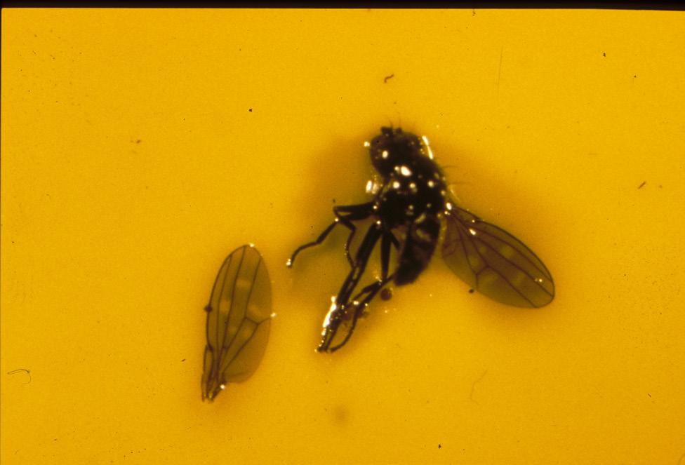 Photo courtesy Raymond Cloyd, Kansas State University Figure 3. Shore fly adult caught on a yellow sticky card. Note clear spots on wings.