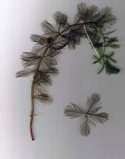 Eurasian water milfoil DESCRIPTION: Eurasian water milfoil is a submersed aquatic plant native to Europe, Asia, and northern Africa. It is the only non-native milfoil in Wisconsin.