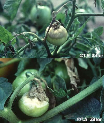 Gray Mold on Tomato All above ground plant parts: D Leaves D Stems D Flowers and fruit Lesions expand