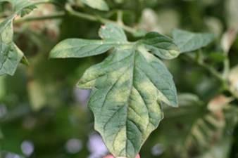 Leaf Mold on Tomato Chlorotic spots on upper surface of