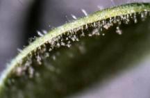 Downy Mildew Favored by cool, wet