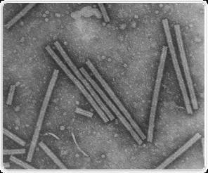 Tobacco Mosaic Virus (TMV) RNA surrounded by a coat protein Highly infectious Sap