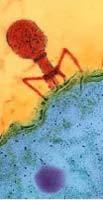 Bacterial Leaf Spot Management Bacteriophage (AgriPhage): DVirus specific to particular strains of Xanthomonas campestris pv.
