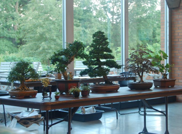 org June 2012 Volume 9 Issue 6 If you need assistance working on your bonsai, bring it to this monthly meeting. Members will be on hand to assist you with your question and concern.