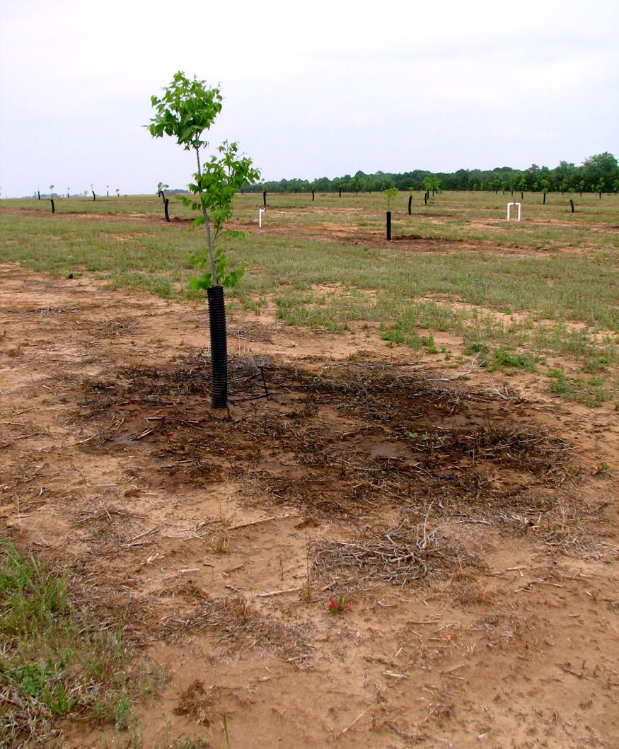Figure 8 volume of soil relative to those of a mature tree. With these two methods of irrigation, water can be applied more directly to the root zone of young trees.