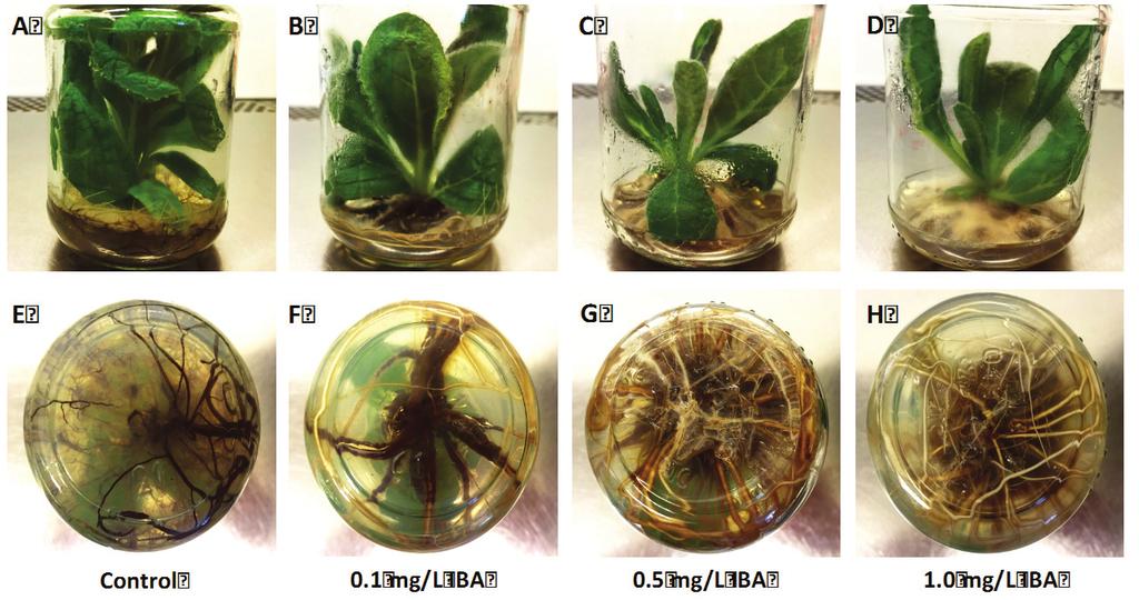770 Zh. P. Yordanova, M. A. Rogova and V. M. Kapchina-Toteva a) b) c) d) e) f) g) h) Control 0.1 mg/liba 0.5 mg/liba 1.0 mg/liba Fig. 3. In vitro propagated V. eriophorum plants.