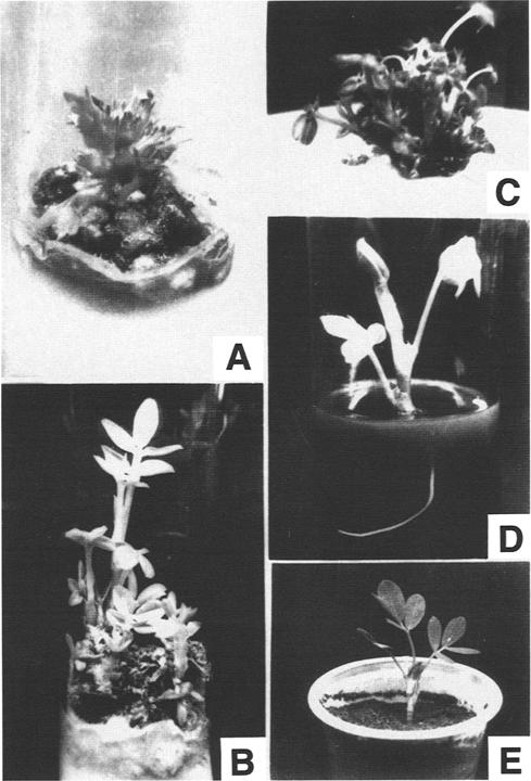 244 Venkatachalam and Jayabalan Fig. 1. Plant regeneration from cotyledon explant. (A) Differentiation of shoot buds from cultured cotyledons of groundnut cultured on MS + BAP (2.0 mg/l) + NAA (0.