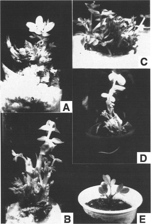 Auxins, Cytokinins, and Plant Regeneration 245 Fig. 2. Plant regeneration from cotyledonary node explant. (A) Cotyledonary-node explant showing shoot organogenesis on MS + BAP (2.0 rag/l) + NAA (0.