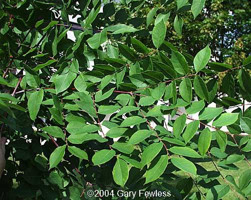 resistance and low maintenance Species Selection lilac