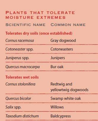 PLANTS TOLERATE MOISTURE EXTREMES References Gardening in the Global Greenhouse: The Impacts of Climate Change on Gardens in the UK, Richard Bisgrove and Paul Hadley, technical report, November 2002