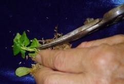 Carefully remove rooted cutting with sphagnum moss from sterile container (Fig. 19). 2.