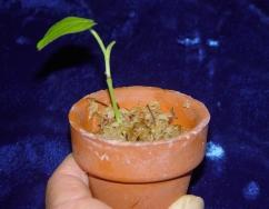 Figure 22. Newly planted cutting. Figure 23. Established cutting with functional leaves. Figure 24. Established plants.
