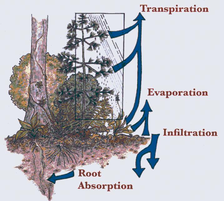 Importance of Layered Vegetation Soil