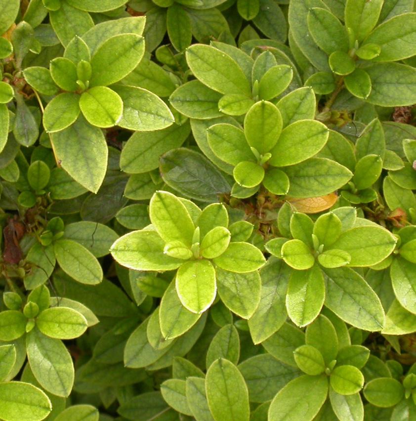 Established plants that are putting on very little new growth each year or whose leaves are small and light in color may be showing signs of nitrogen deficiency.