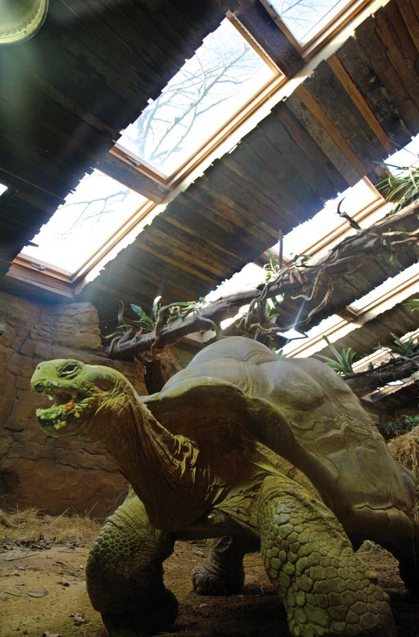ZSL LONDON ZOO PROJECT: INDOOR ANIMAL HOUSE LOCATION: LONDON DESIGN: WHARMBY KOZDON The ZSL London 'Giants of the Galapagos' exhibit is an excellent example of the value of roof windows in