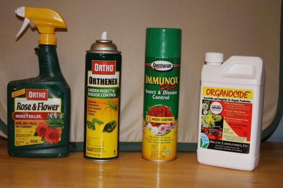 Black Spot Solutions- Spray every 7 to 10 days Small Garden Bayer Systemic Drench -- All in One Ortho Spray Can Orthenex